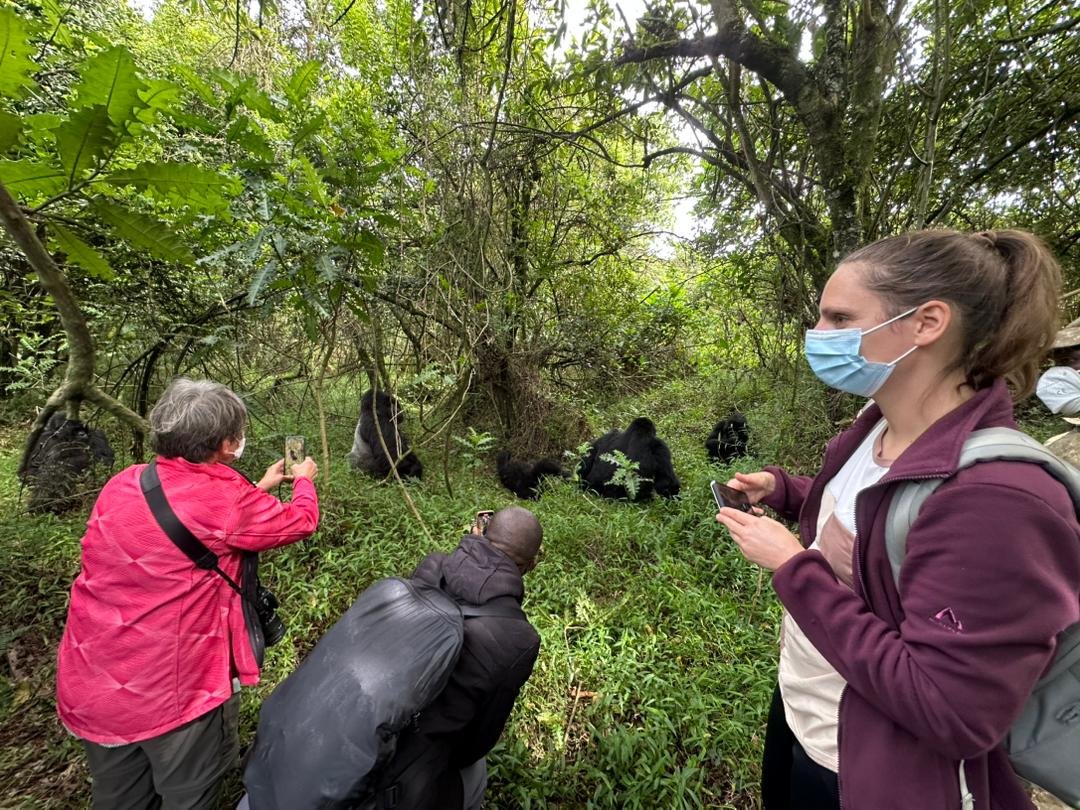 Mountain gorilla close-up