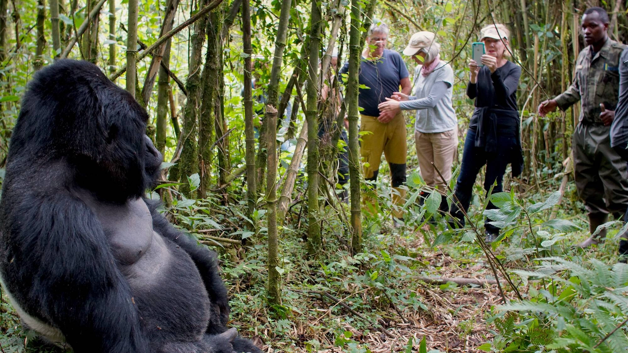 Rwanda Gorilla Safari