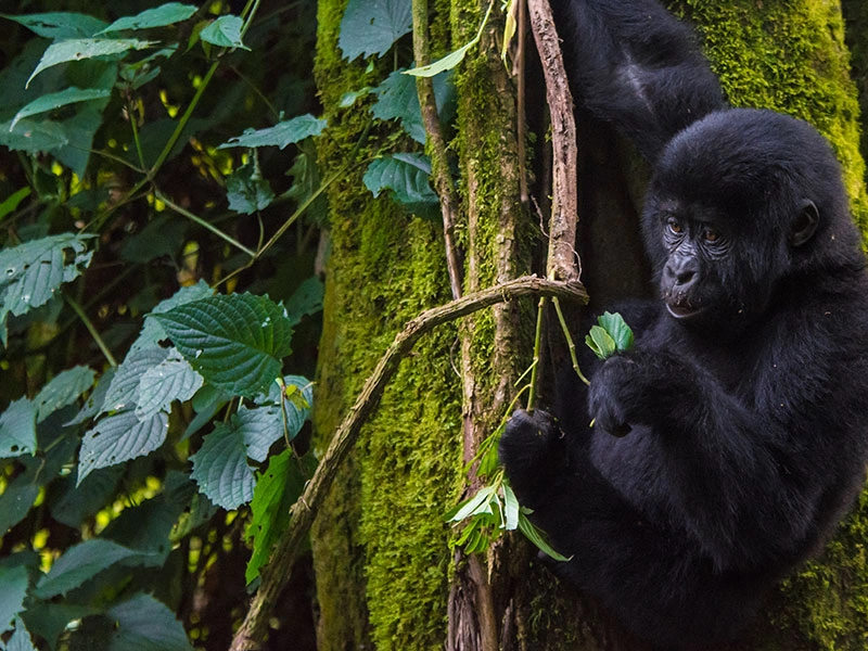 Kibale Chimpanzee Safari