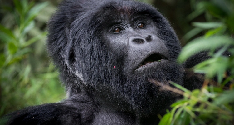 one-day-gorilla-trekking-from-kigali-to-mgahinga-national-park