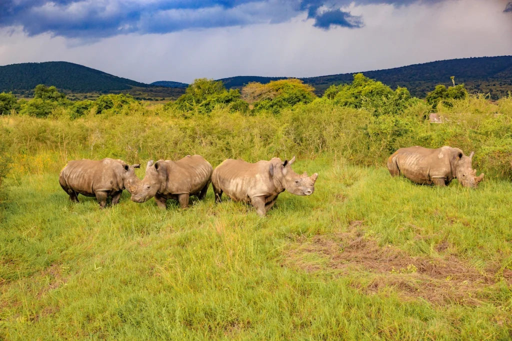 akagera-national-park
