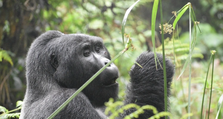 best-congo-gorilla-trekking-safaris-from-kigali