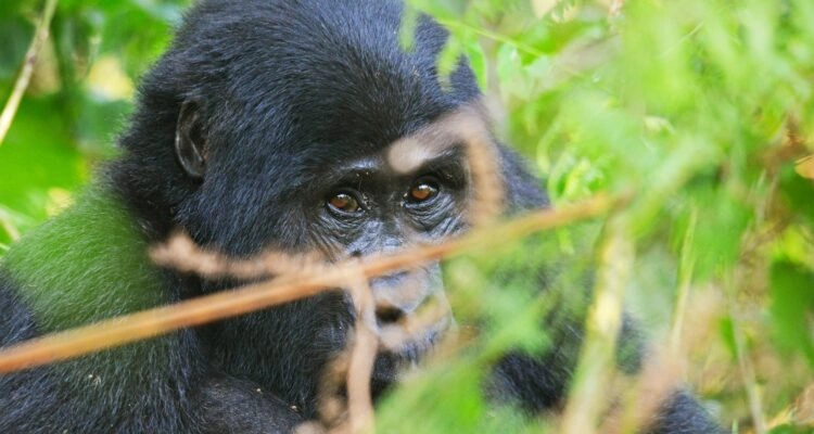 gorilla-trekking-in-uganda-from-kigali