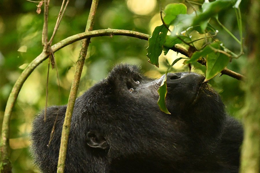 best-gorilla-trekking-sectors-bwindi