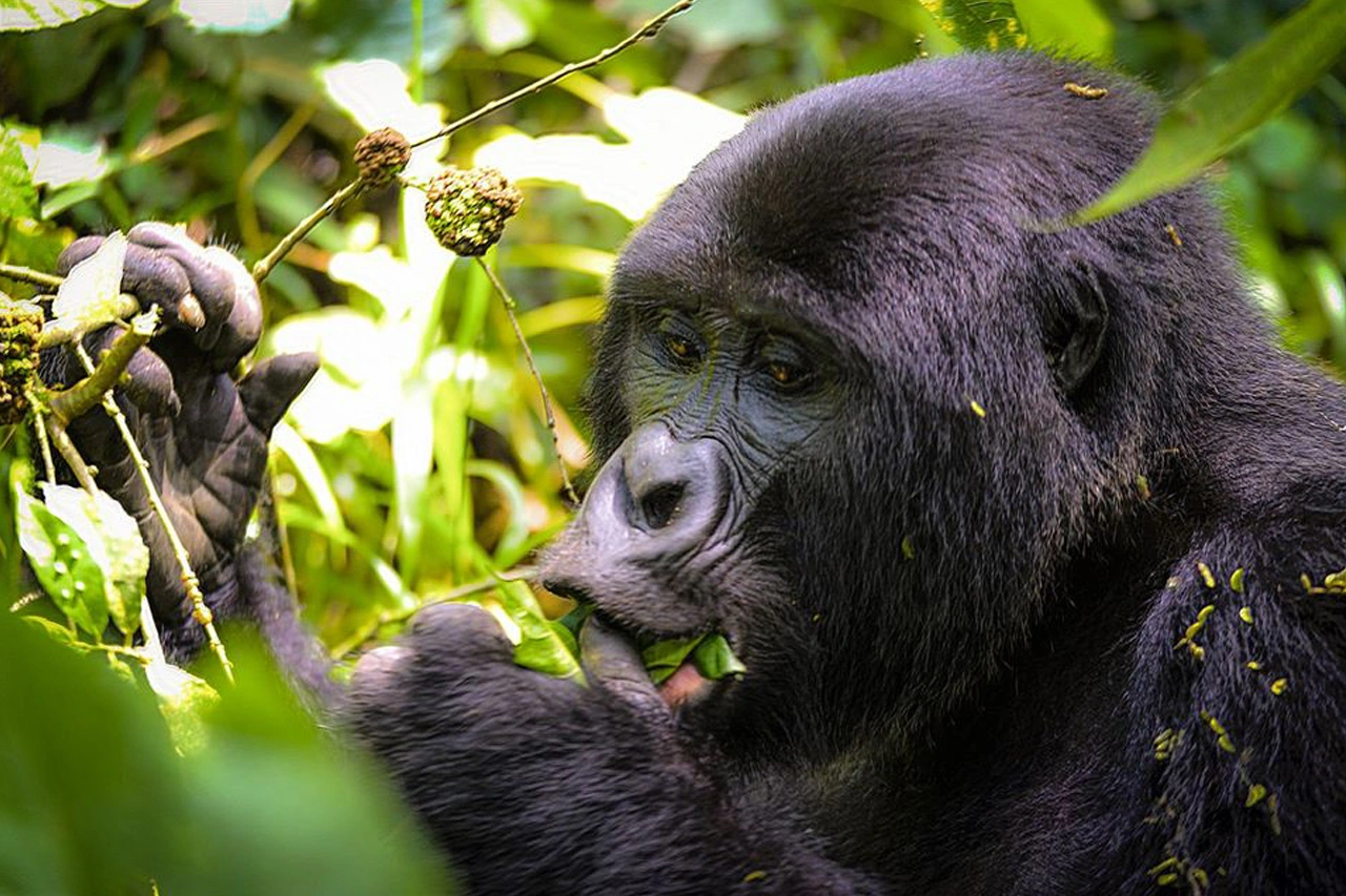 budget-congo-gorilla-tours-from-kigali