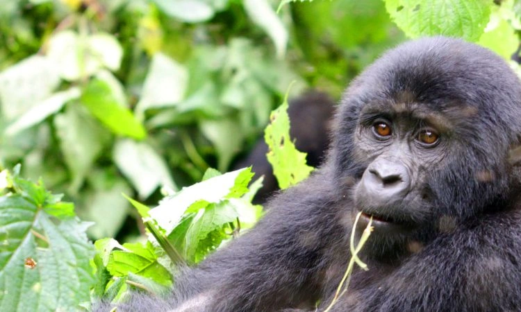 ultimate-guide-gorilla-trekking-bwindi