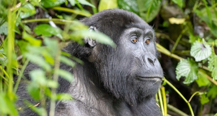 kigali-to-buhoma-transfer-guide-for-uganda-gorilla-tours