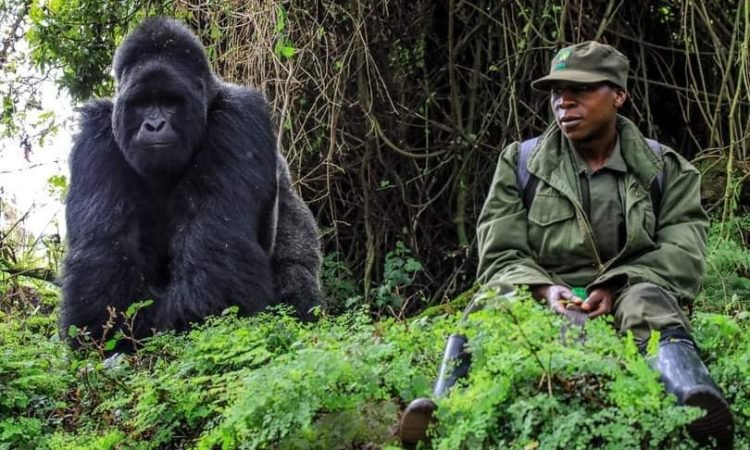 compare-gorilla-safari