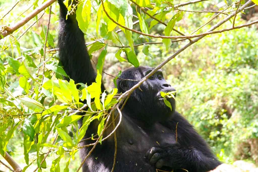 2-day-gorilla-trekking-safari-from-kigali-to-bwindi