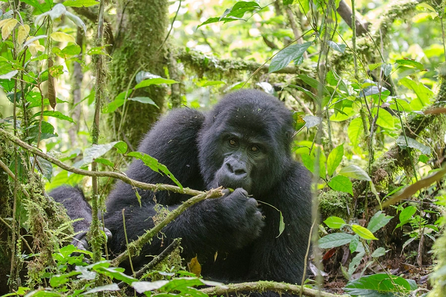 gorilla-trekking-in-rushaga-starting-from-kigali