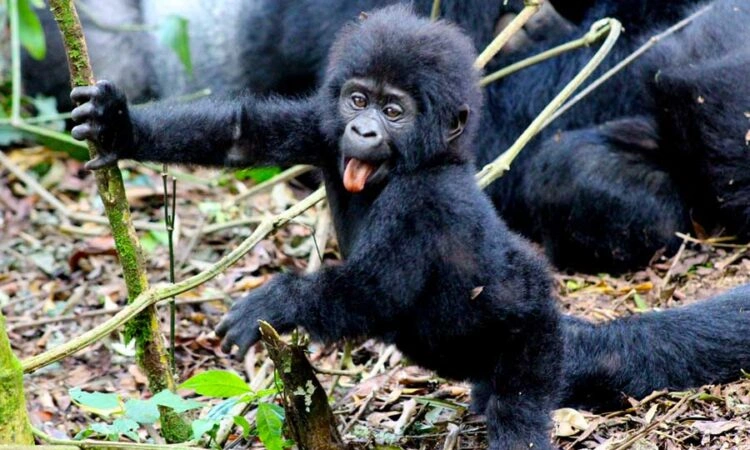 kigali-city-tour-and-gorilla-trekking-package