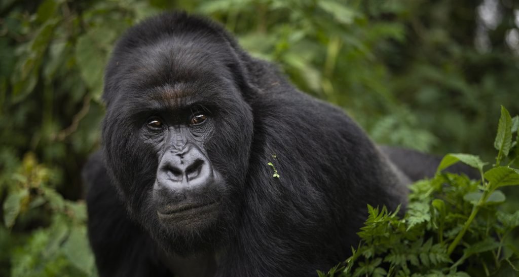 best-online-gorilla-safari-booking-services