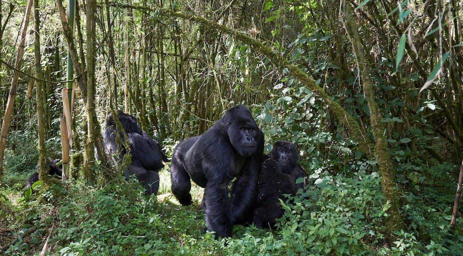 top-mistakes-tourists-make-on-gorilla-safaris