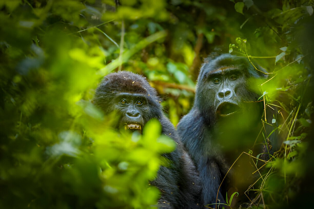 best-gorilla-safari-experiences-for-adventurers