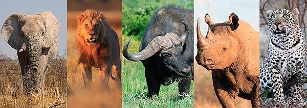 rwanda-big-five-safari-experiences