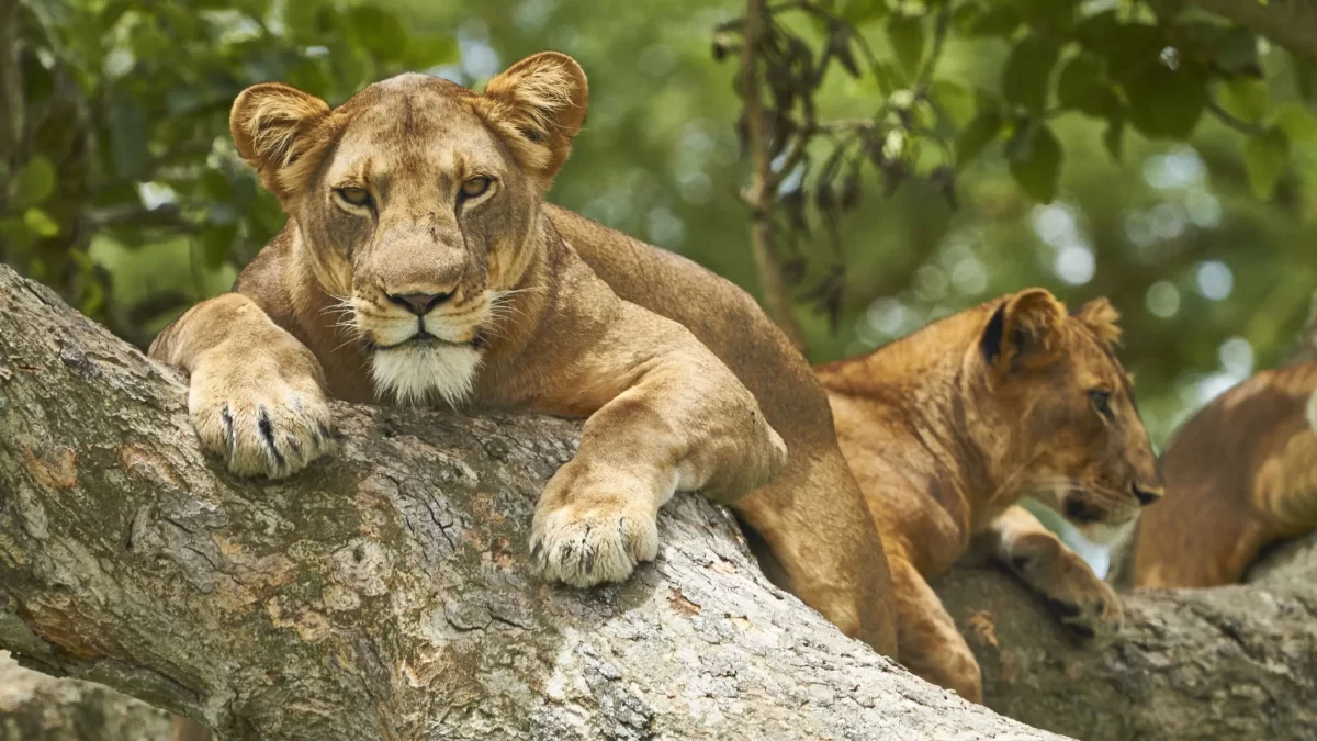 luxury-vs-budget-safaris-in-uganda