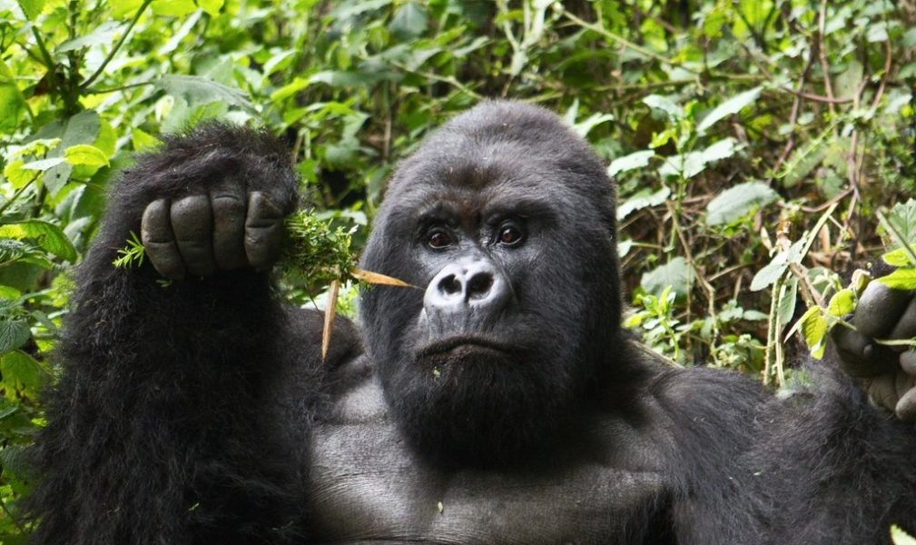best-private-transfers-from-kigali-to-bwindi-impenetrable-forest