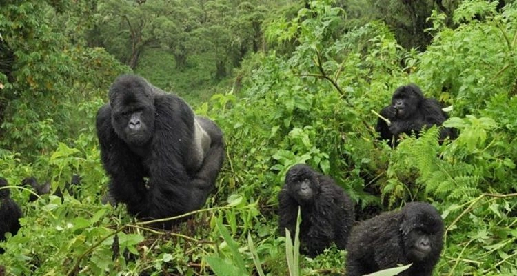 early-gorilla-permit-booking