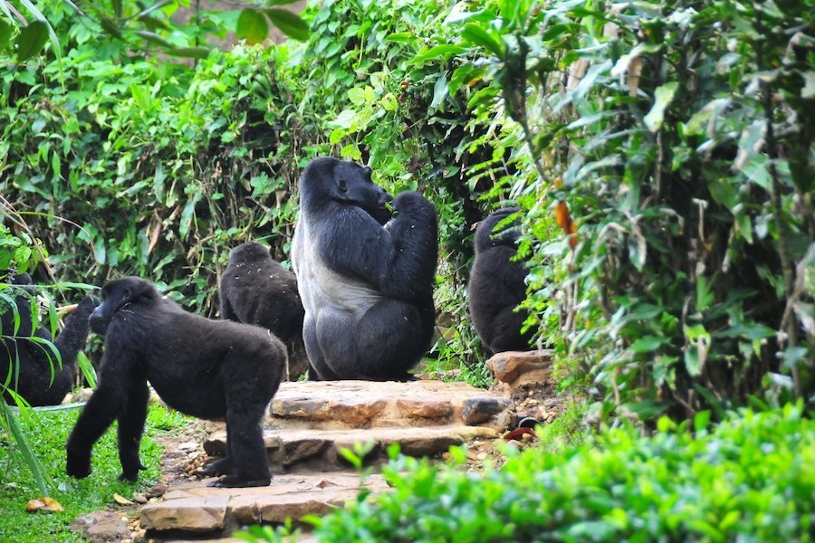 affordable-gorilla-trekking-packages-from-kigali