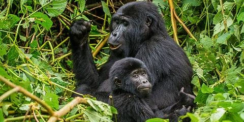 shared-vs-private-transfers-kigali-to-bwindi
