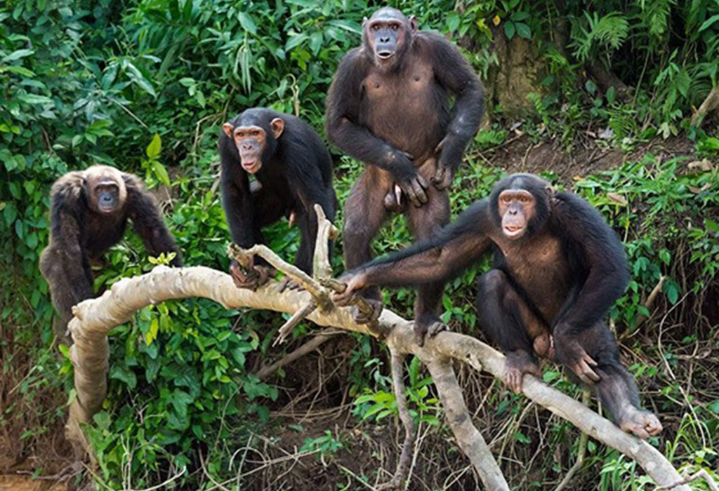 chimpanzee-trekking