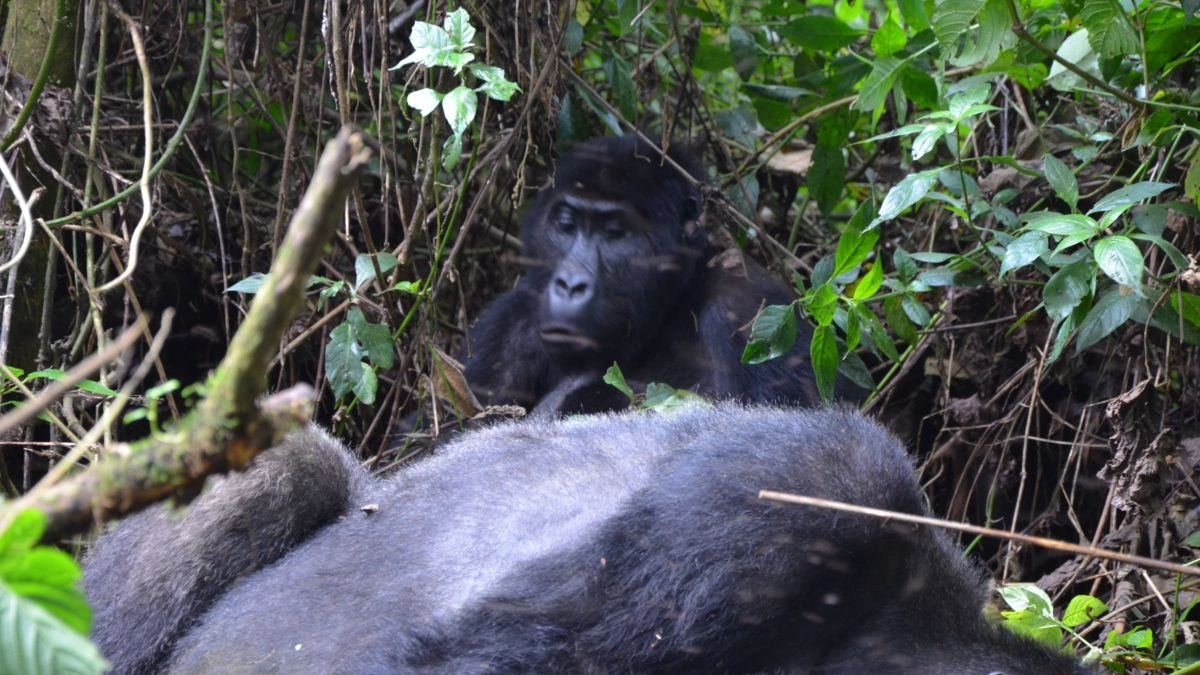 how-gorilla-trekking-works-uganda