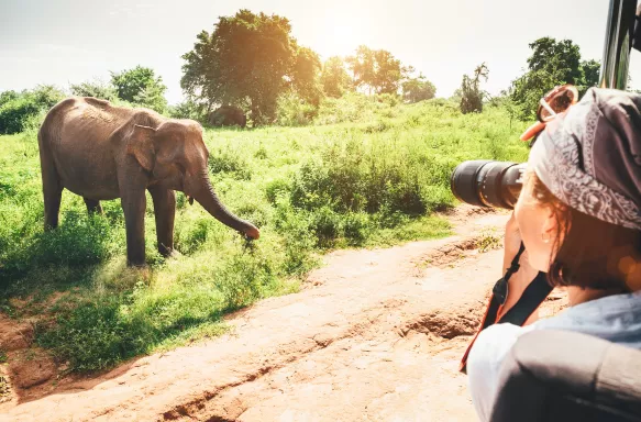 safari-photography-tips-for-beginners