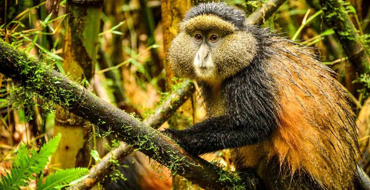 gorilla-trekking-vs-golden-monkey-trekking