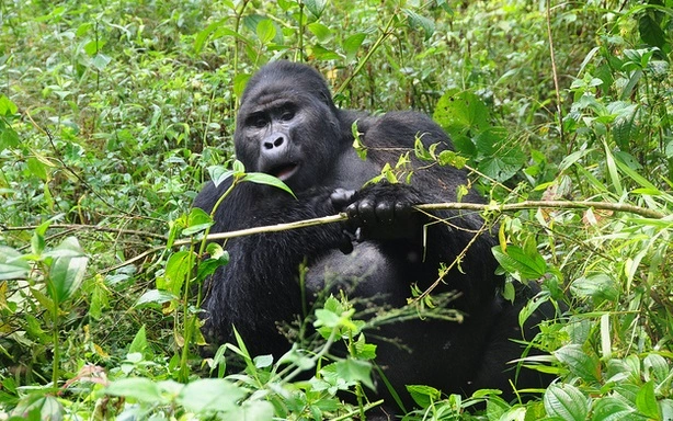 3-day-gorilla-trekking-safari-rwanda