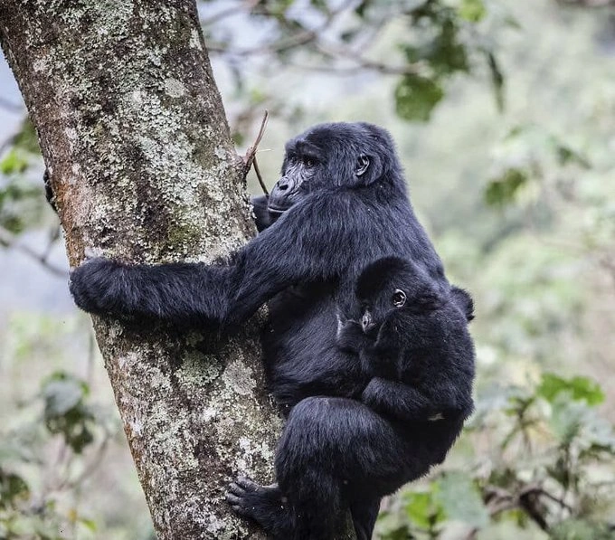 Mountain Gorilla in Bwindi Impenetrable Forest