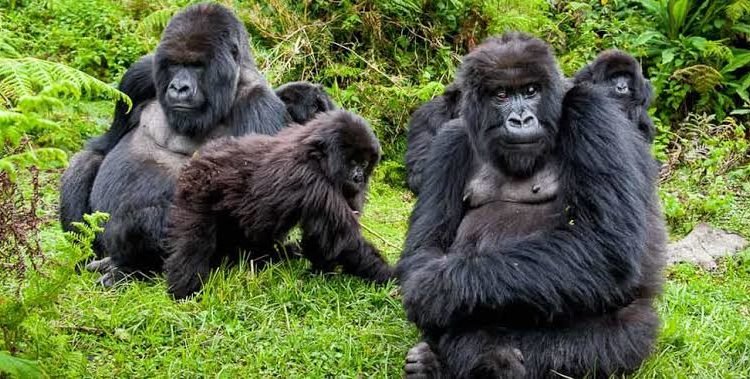 best-gorilla-trekking-company-in-uganda