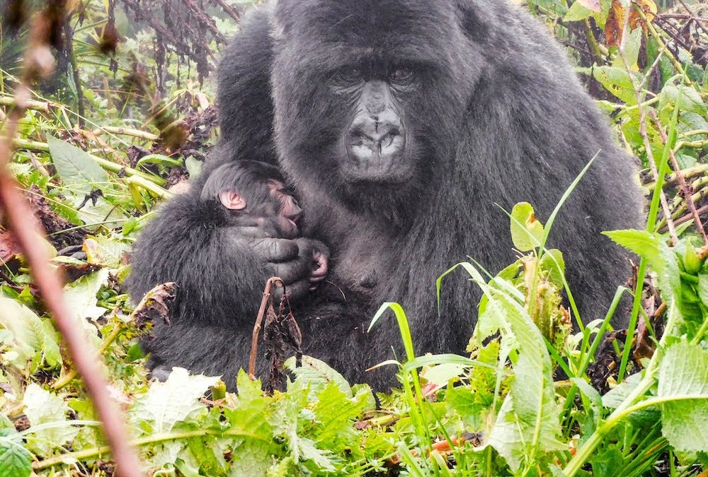 how-close-mountain-gorillas-trekking