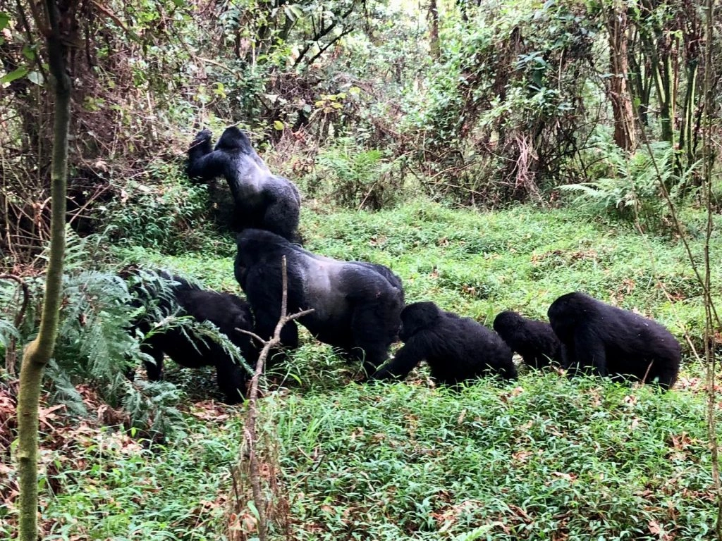 bwindi-impenetrable-forest-national-park