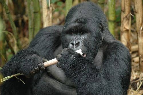 best-tour-packages-rwanda-uganda-combined