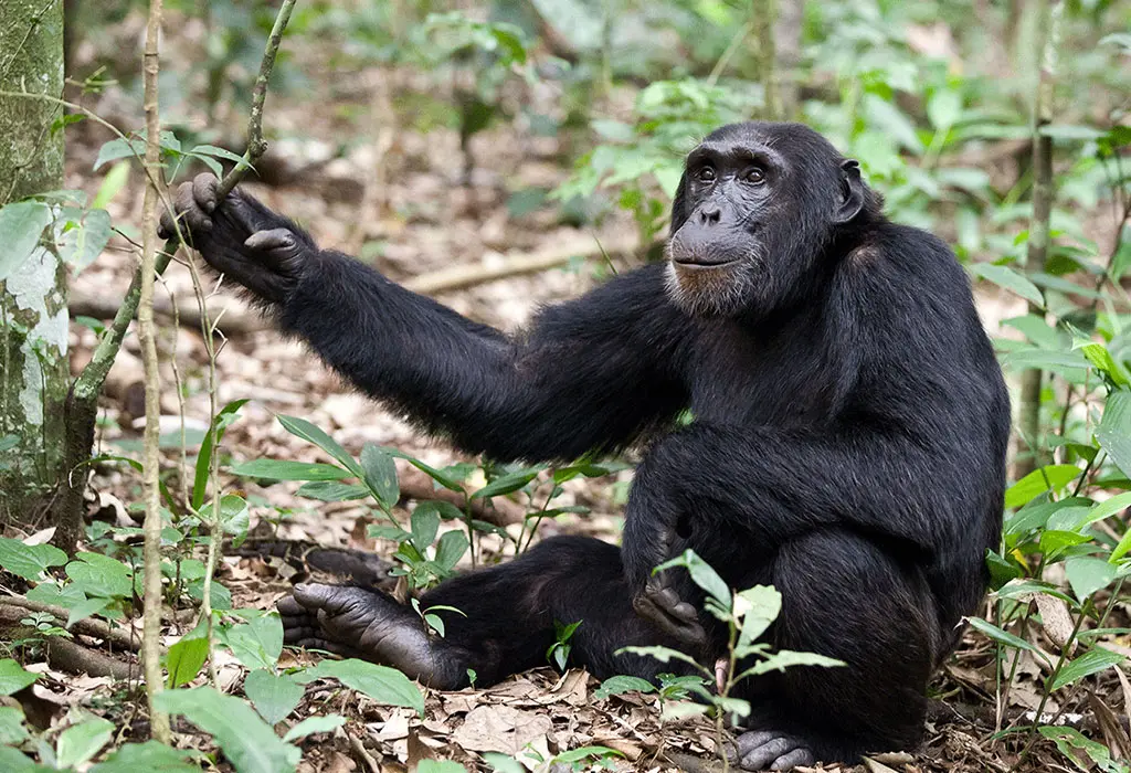 kibale-forest-national-park