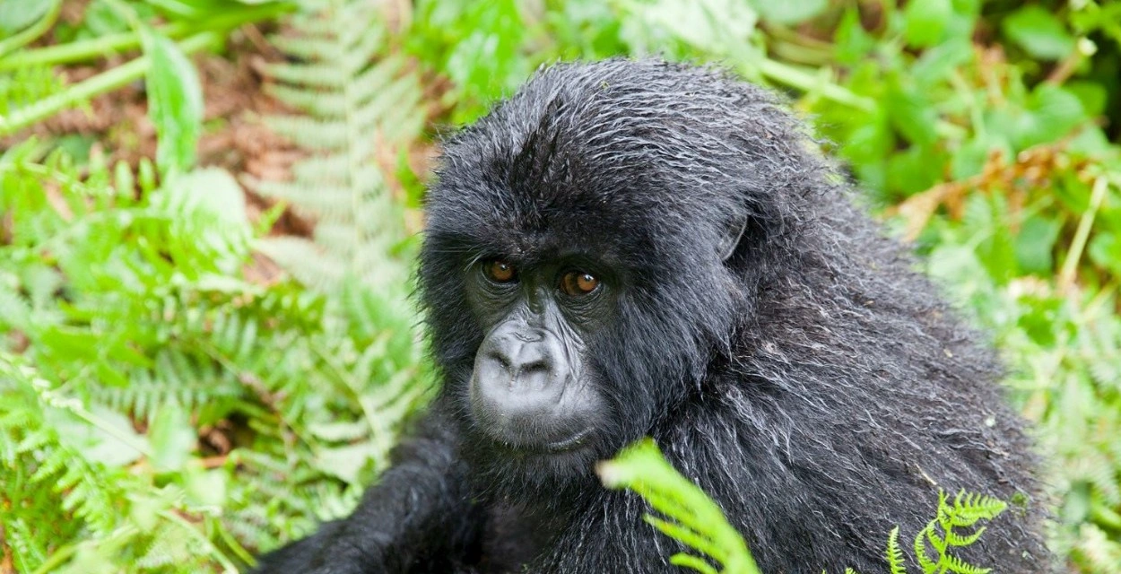 driving-from-kigali-to-mgahinga-gorilla-national-park