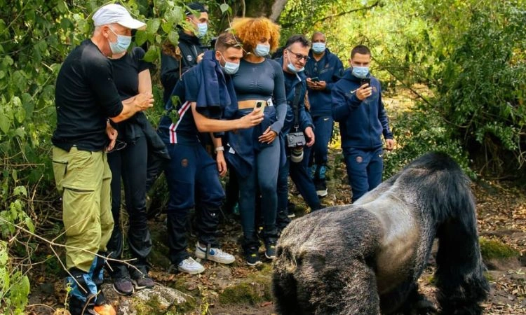 gorilla-trekking-in-uganda-for-backpackers