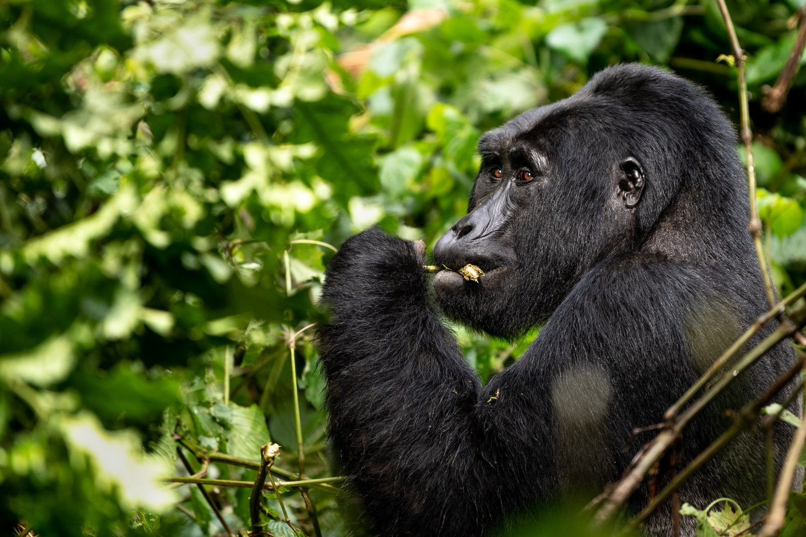 kigali-airport-transfers-to-bwindi-gorilla-trekking