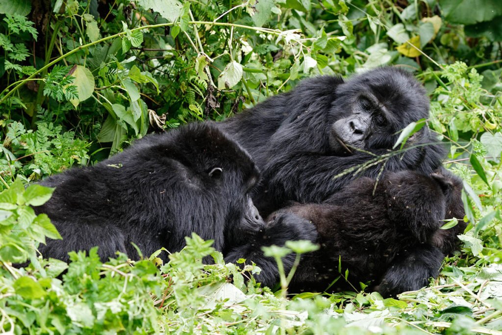 why-book-gorilla-safaris-with-local-experts