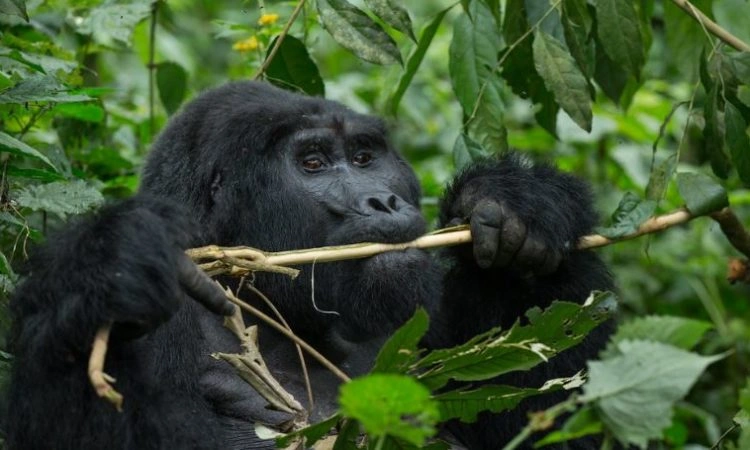 travel-requirements-for-congo-gorilla-trekking