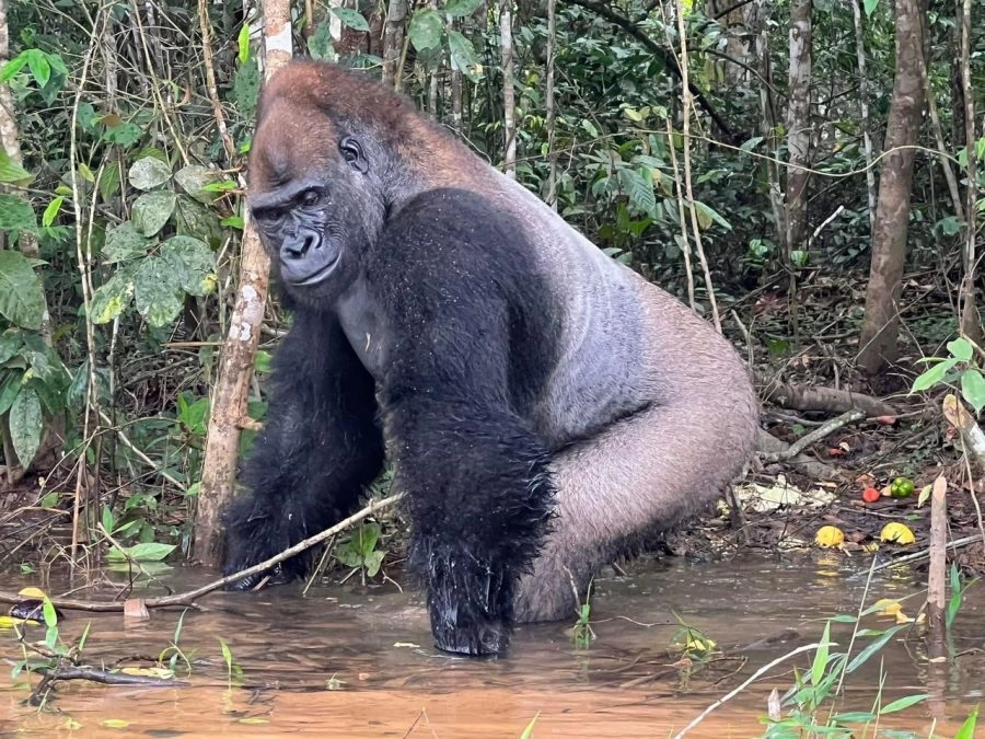 lowland-gorilla-trekking-in-congo