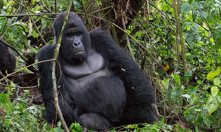 virunga-national-park-gorilla-trekking-experience