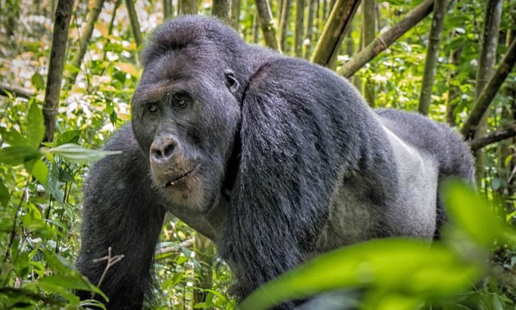 gorilla-trekking-safari-costs-explained