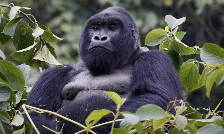 Learn how safari companies plan gorilla trekking tours. Behind-the-scenes logistics of permits, transport, and guides for a seamless Uganda or Rwanda safari.