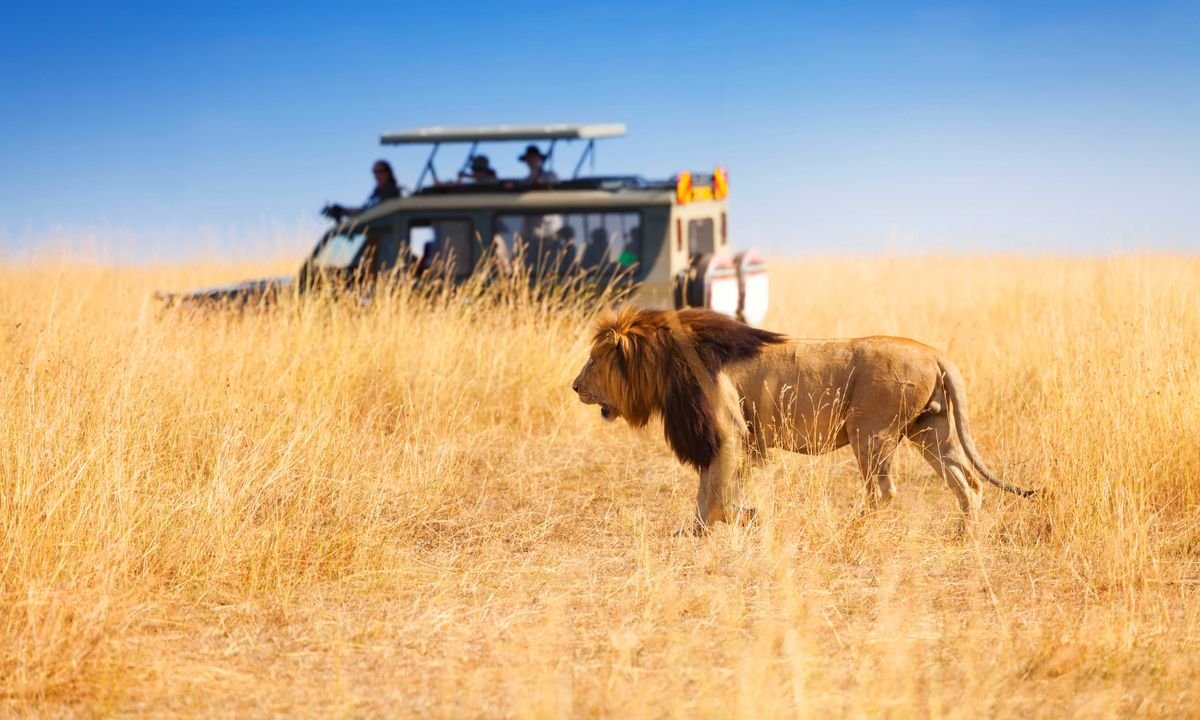 why-african-safaris-are-popular-worldwide