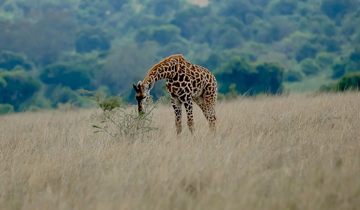 akagera-national-park