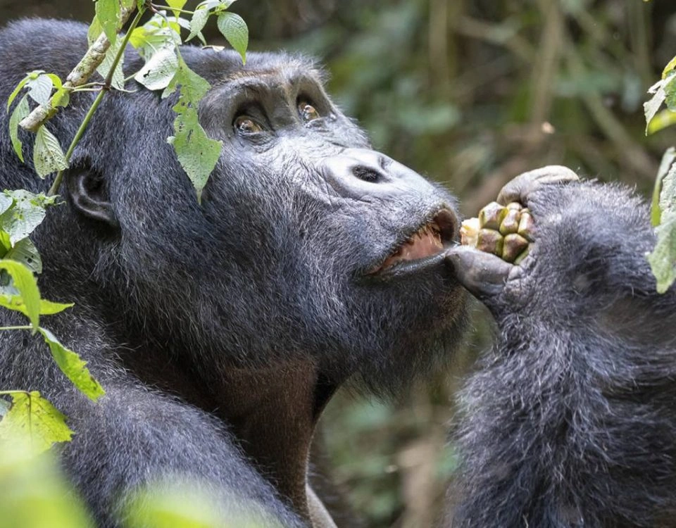 3-Day Gorilla Trekking from Kigali to Bwindi Uganda