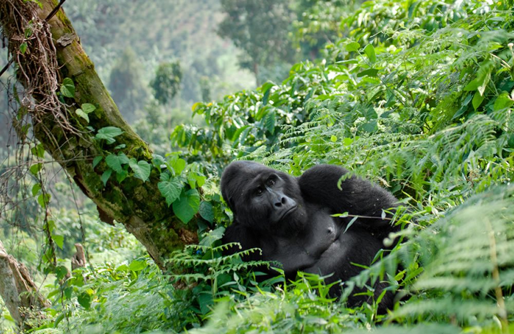 why-gorilla-trekking-supports-conservation-uganda