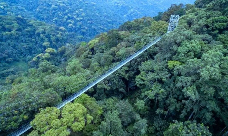 nyungwe-forest-national-park