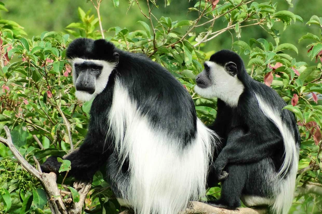Colobus Monkey Trekking and Other Primate Encounters Nyungwe Forest National Park